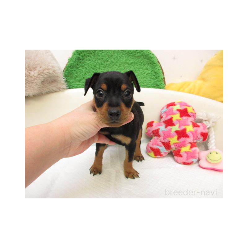 販売中の大阪府のミニチュアピンシャー(ミニピン)-434519の2枚目