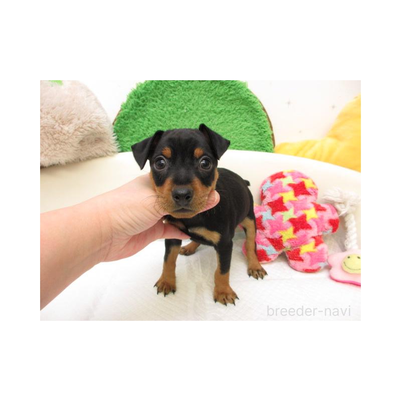 販売中の大阪府のミニチュアピンシャー(ミニピン)-434519