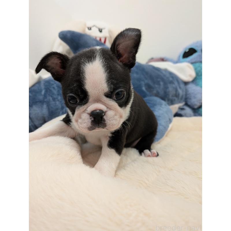 販売中の愛知県のボストンテリア-434520の7枚目