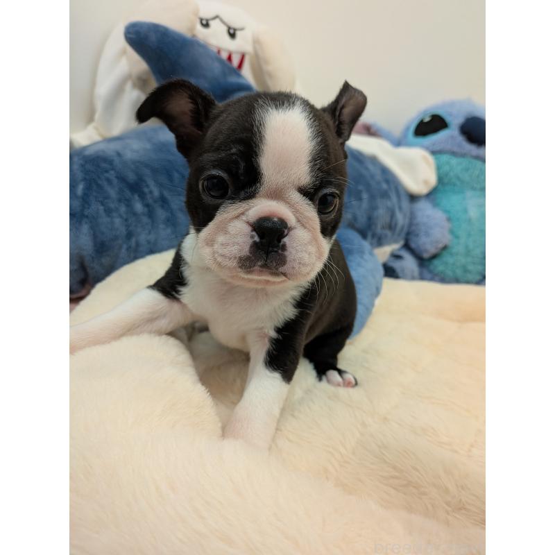 販売中の愛知県のボストンテリア-434520の6枚目