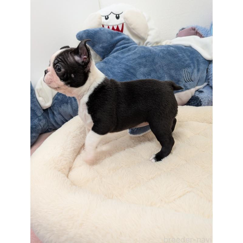 販売中の愛知県のボストンテリア-434520の5枚目