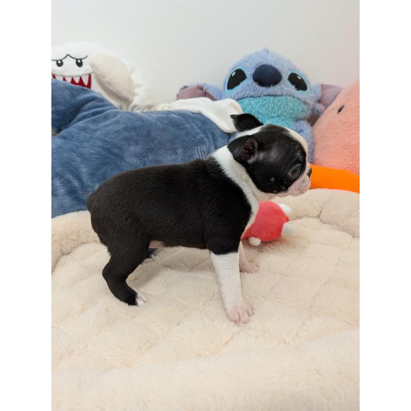 販売中の愛知県のボストンテリア-434520の4枚目