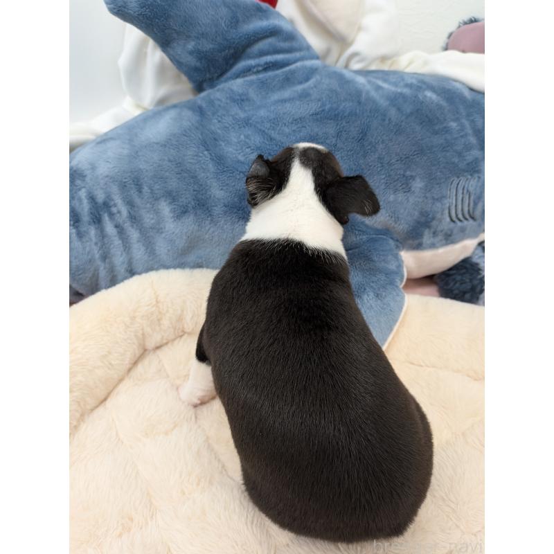 販売中の愛知県のボストンテリア-434520の3枚目