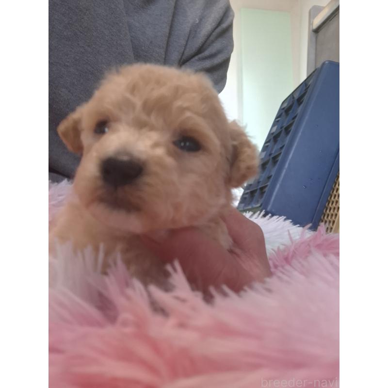 商談中の群馬県のビションプー:ビションフリーゼ×トイプードル-432975の10枚目