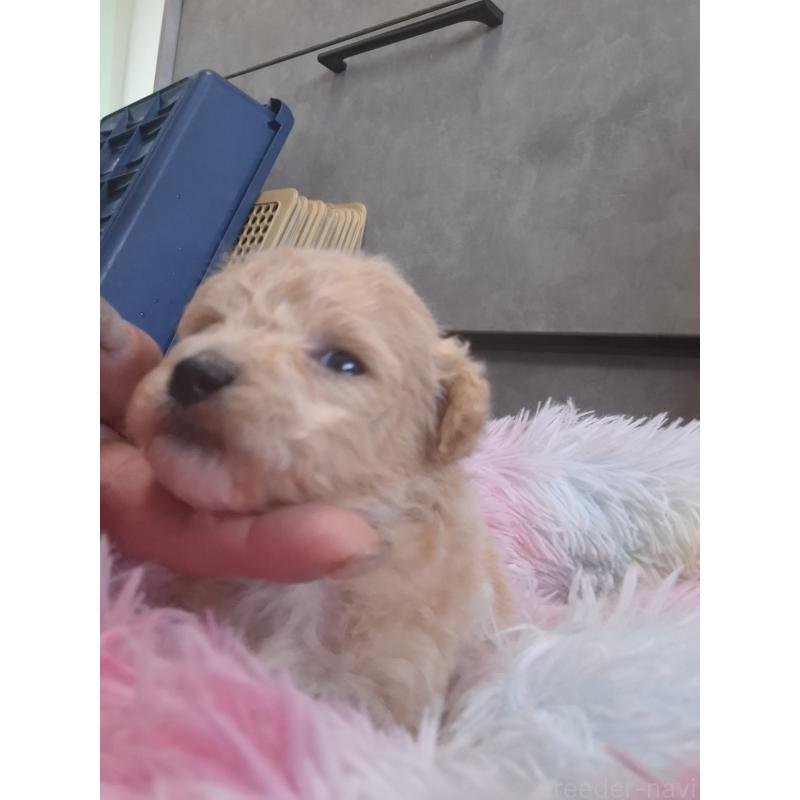 商談中の群馬県のビションプー:ビションフリーゼ×トイプードル-432975の9枚目