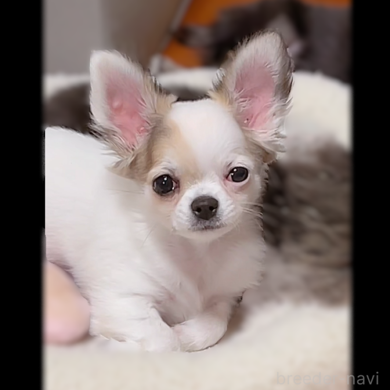 販売中の神奈川県のチワワ(ロングコート)-421723