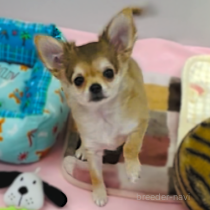 販売中ののチワワ(ロングコート)-427311