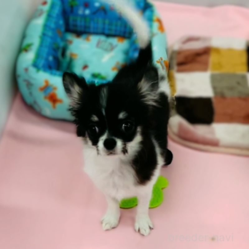 成約済の神奈川県のチワワ(ロングコート)-421551の1枚目