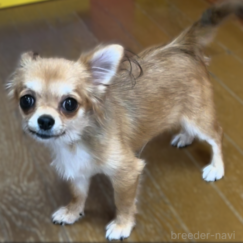 販売中ののチワワ(ロングコート)-401778