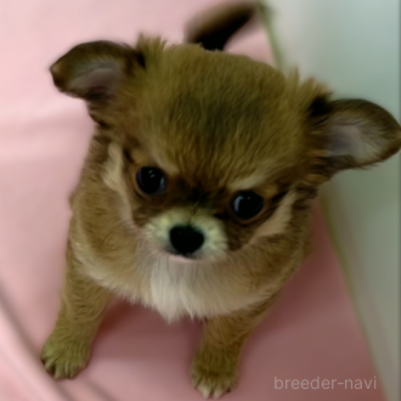 販売中の神奈川県のチワワ(ロングコート)-429772