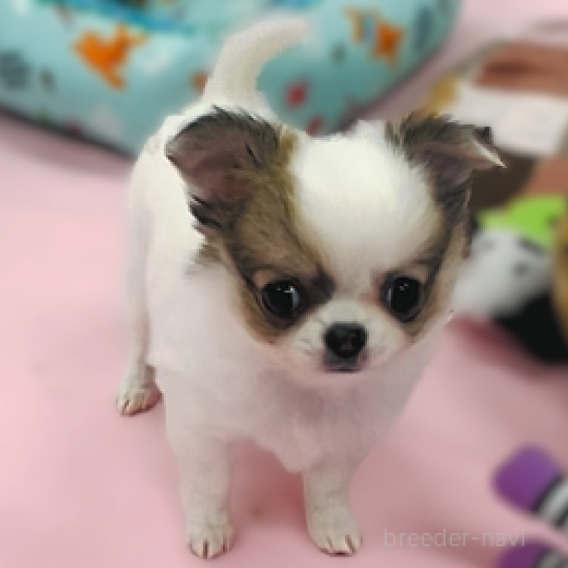 販売中の神奈川県のチワワ(ロングコート)-429763