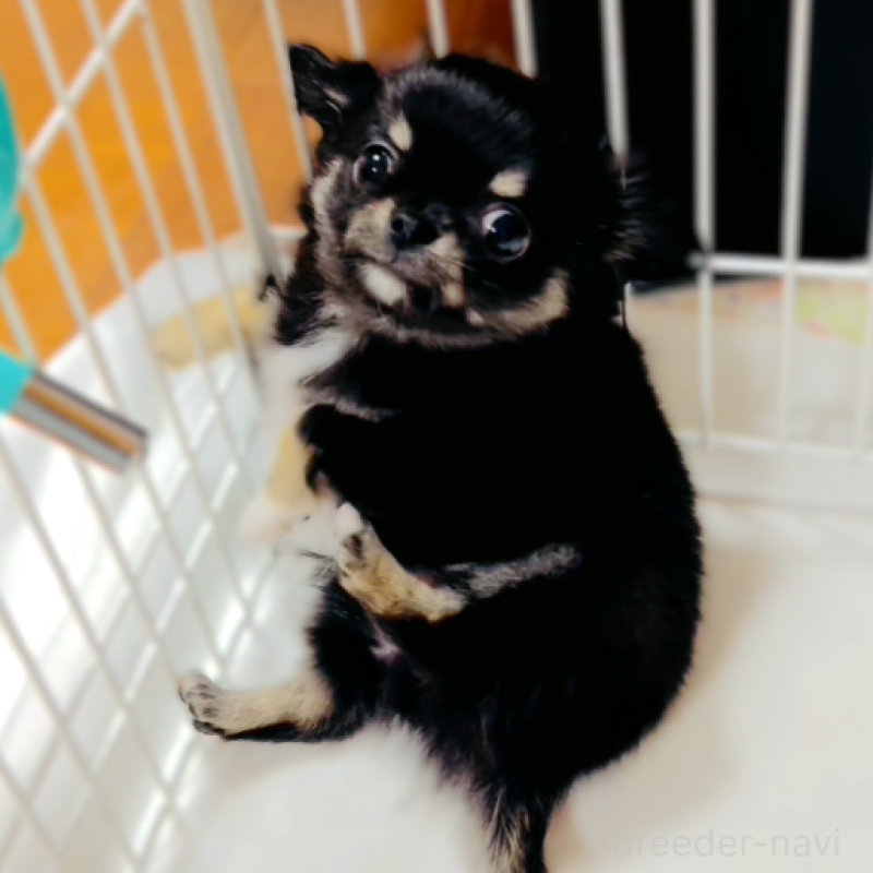 販売中ののチワワ(ロングコート)-429760