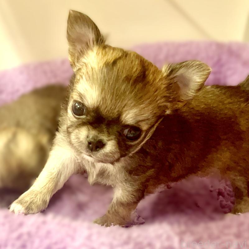 販売中の神奈川県のチワワ(ロングコート)-433257