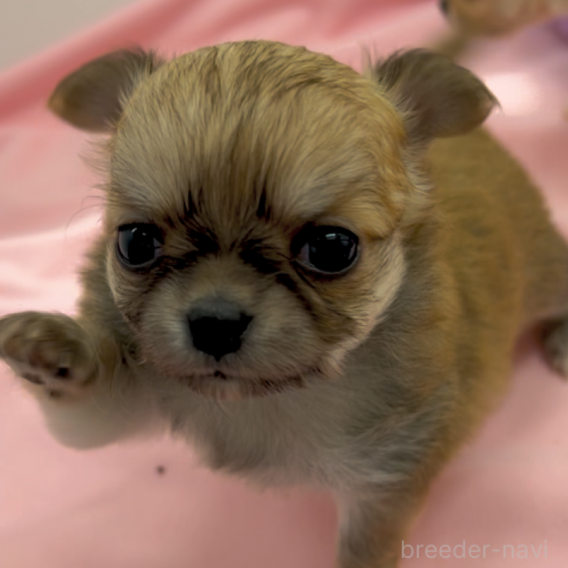 販売中の神奈川県のチワワ(ロングコート)-433264