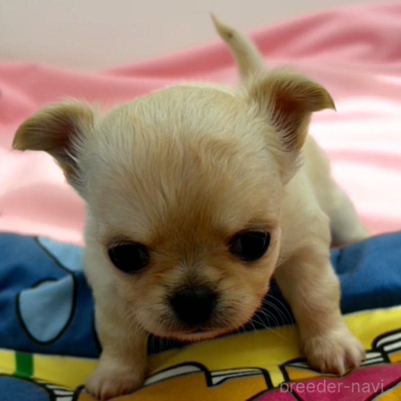 販売中の神奈川県のチワワ(ロングコート)-433262