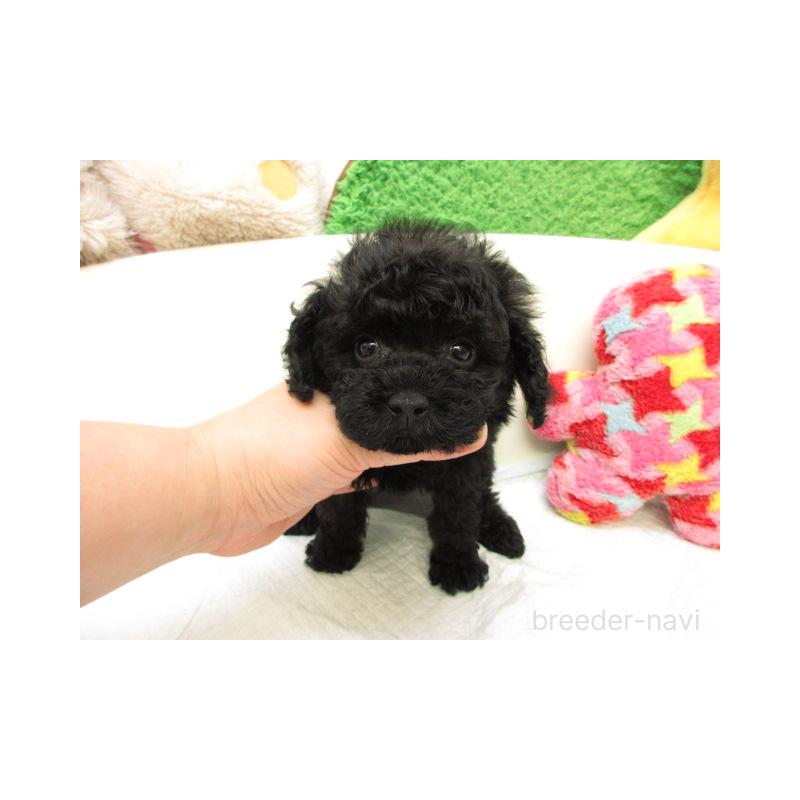 販売中の大阪府のトイプードル-434524の2枚目