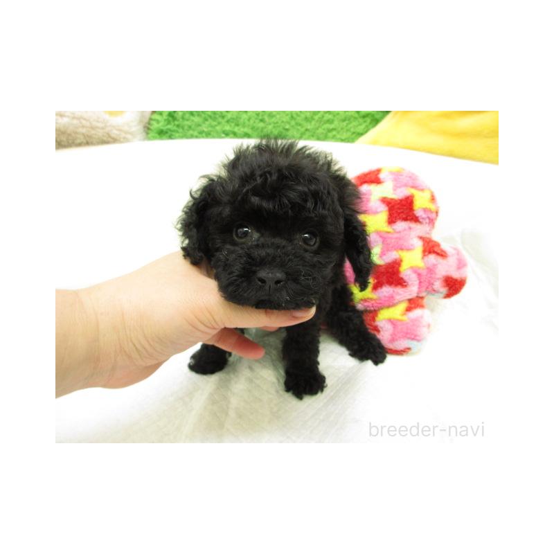販売中の大阪府のトイプードル-434524の1枚目