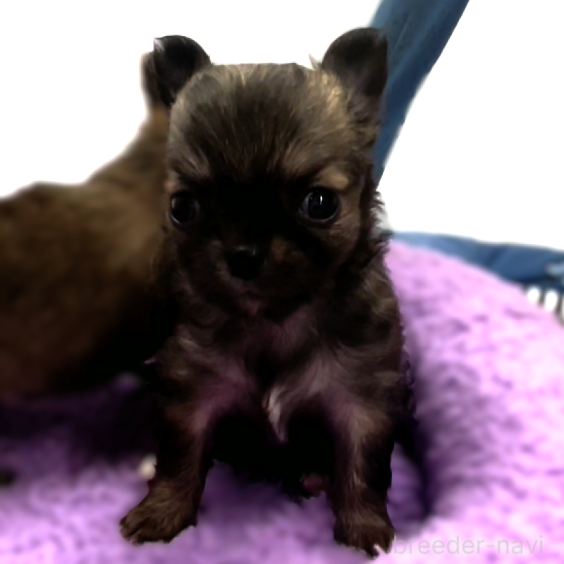 販売中の神奈川県のチワワ(ロングコート)-433260