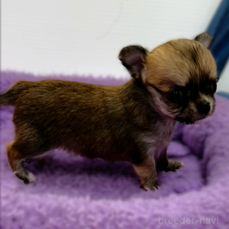 販売中の神奈川県のチワワ(ロングコート)-433258の2枚目