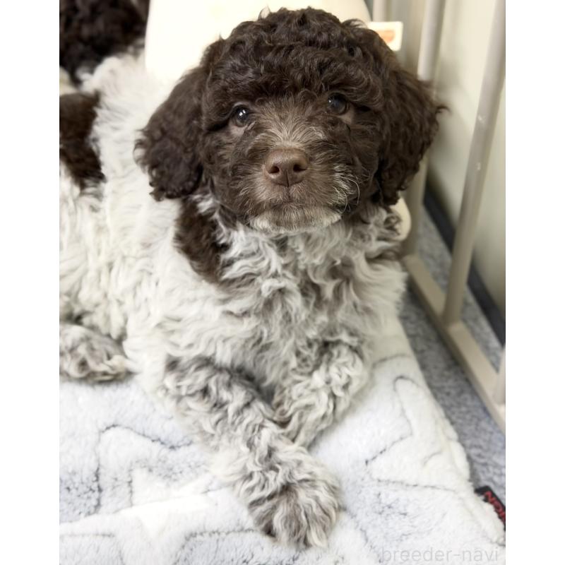 販売中の群馬県のロマーニャウォータードッグ(ラゴット)-434525の5枚目