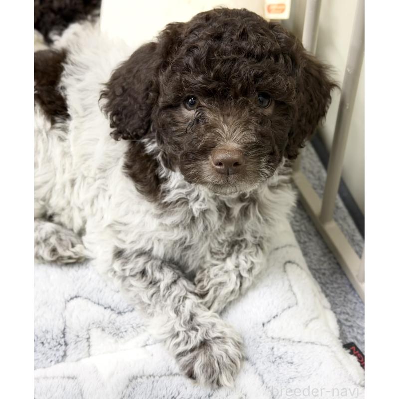 販売中の群馬県のロマーニャウォータードッグ(ラゴット)-434525の4枚目