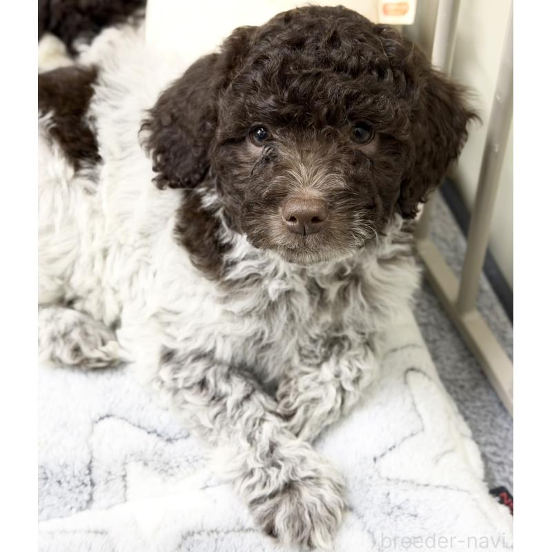 販売中の群馬県のロマーニャウォータードッグ(ラゴット)-434525の3枚目