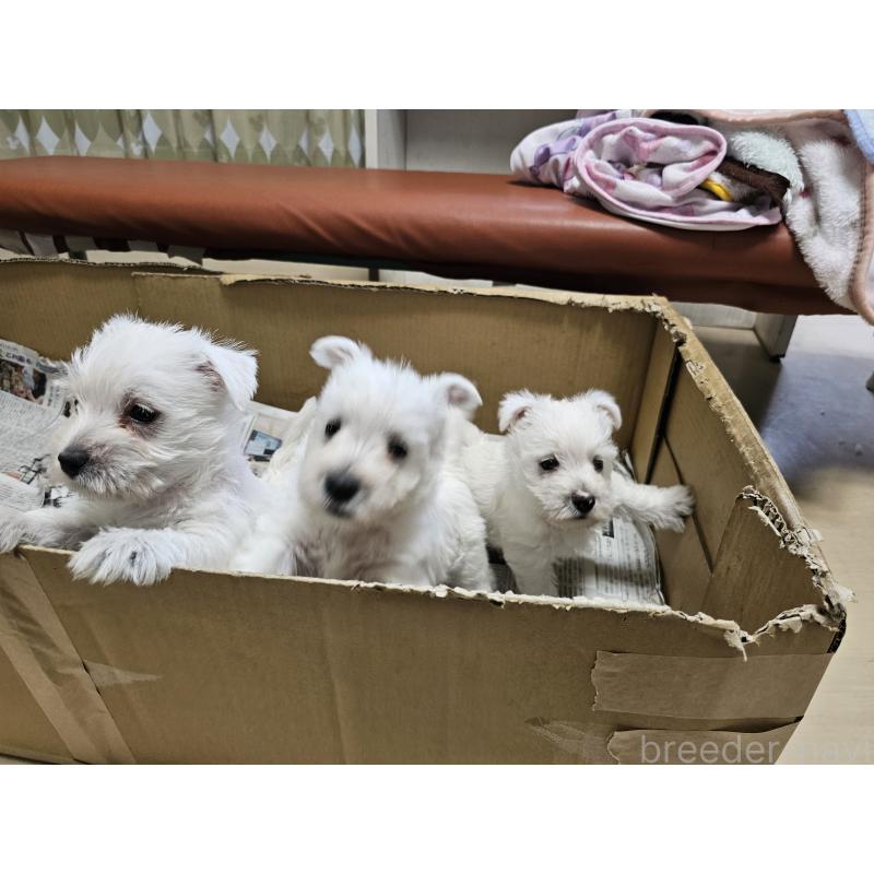 成約済の愛知県のウエストハイランドホワイトテリア(ウエスティ)-431264の15枚目