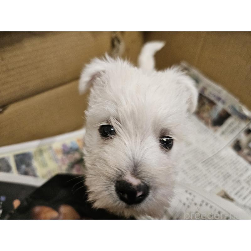 成約済の愛知県のウエストハイランドホワイトテリア(ウエスティ)-431264の14枚目