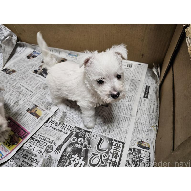 成約済の愛知県のウエストハイランドホワイトテリア(ウエスティ)-431264の12枚目