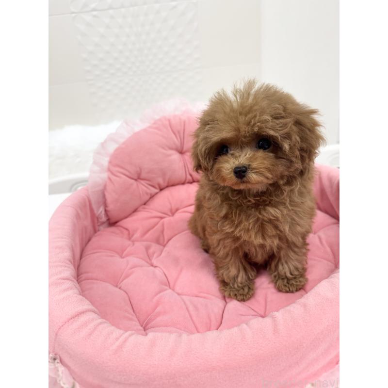 販売中の山梨県のトイプードル-429563の8枚目