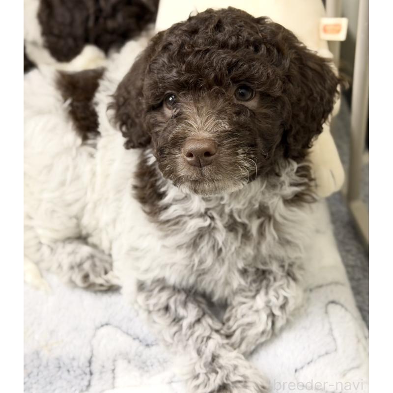 販売中の群馬県のロマーニャウォータードッグ(ラゴット)-434525の2枚目