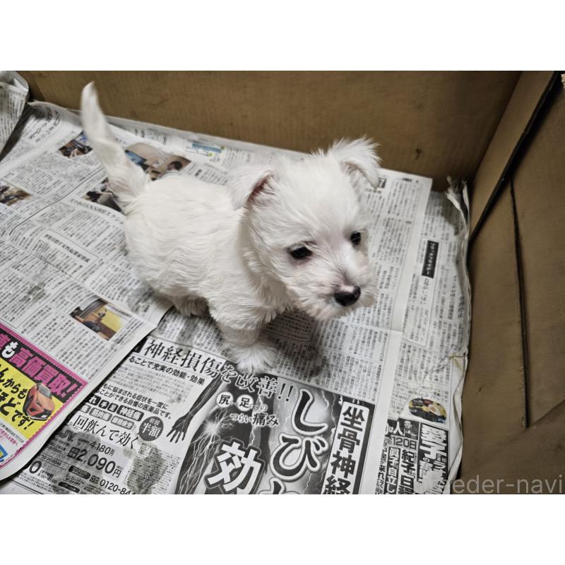 成約済の愛知県のウエストハイランドホワイトテリア(ウエスティ)-431264の11枚目