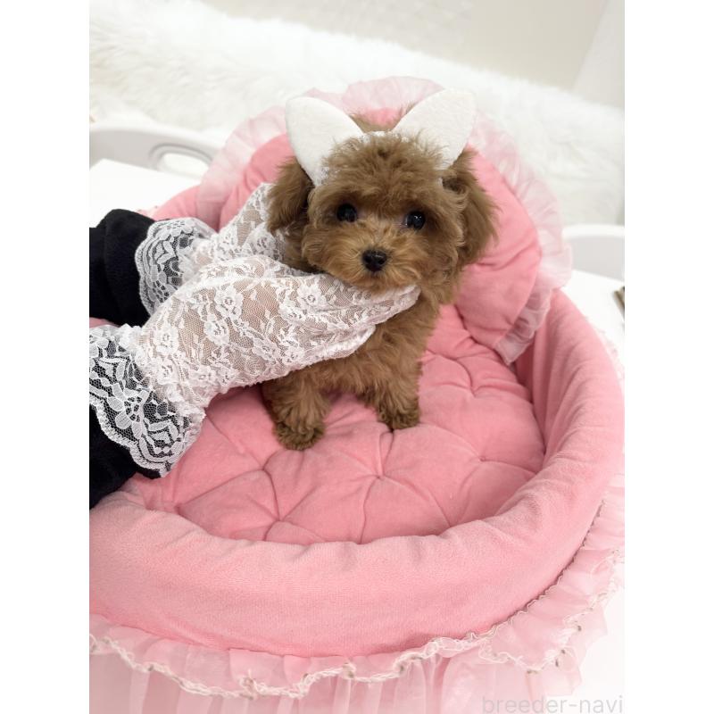 販売中の山梨県のトイプードル-429563の7枚目