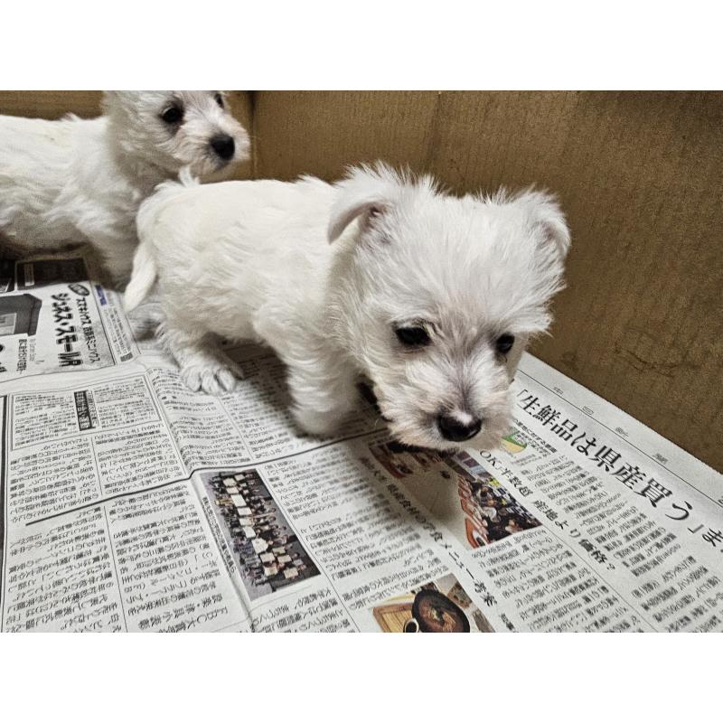 成約済の愛知県のウエストハイランドホワイトテリア(ウエスティ)-431264の10枚目