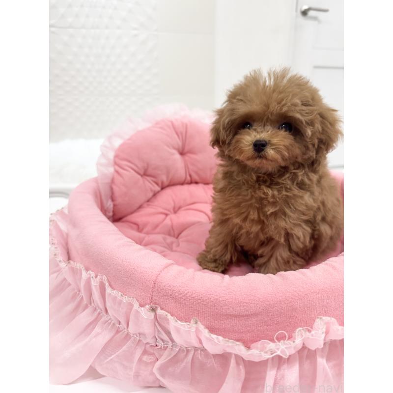 販売中の山梨県のトイプードル-429563の6枚目