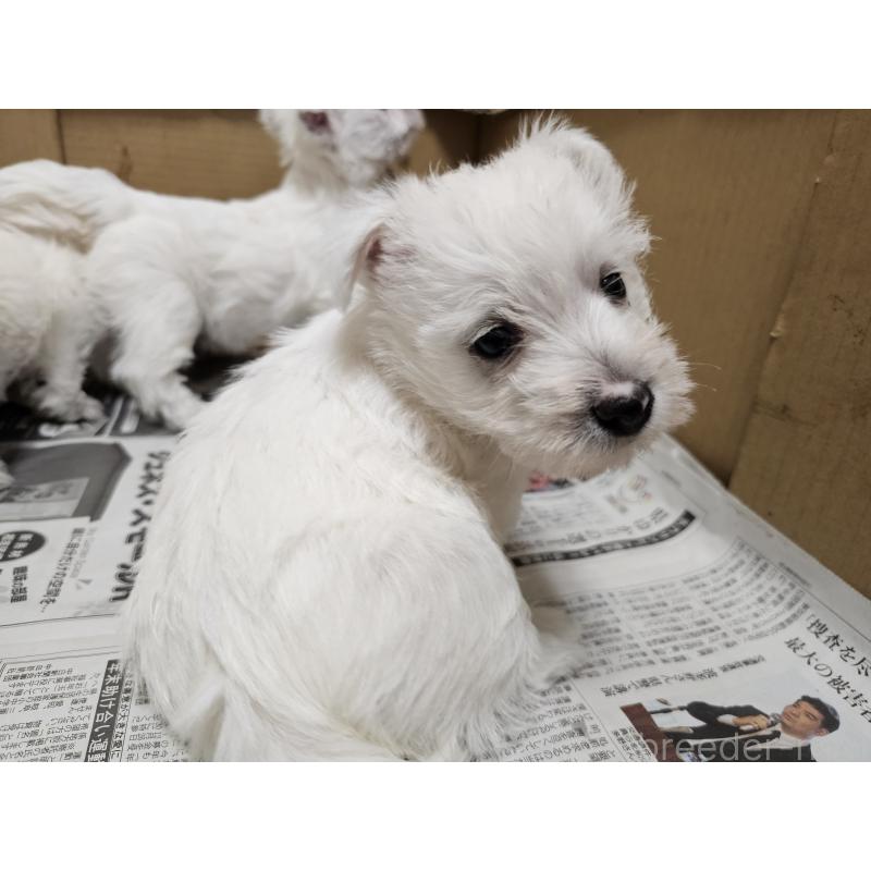 成約済の愛知県のウエストハイランドホワイトテリア(ウエスティ)-431264の8枚目