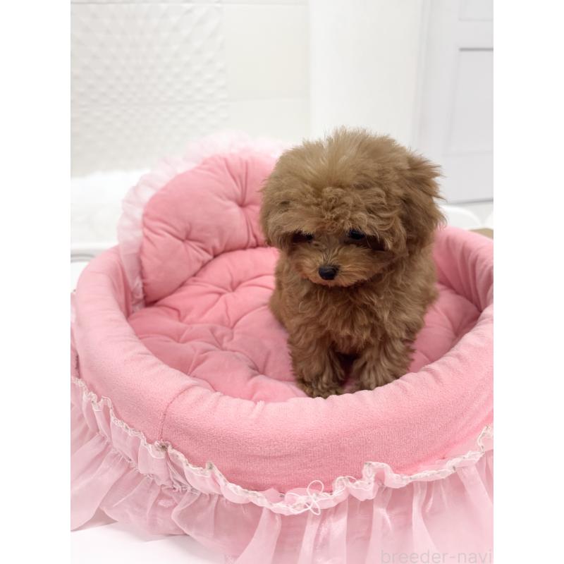 販売中の山梨県のトイプードル-429563の5枚目