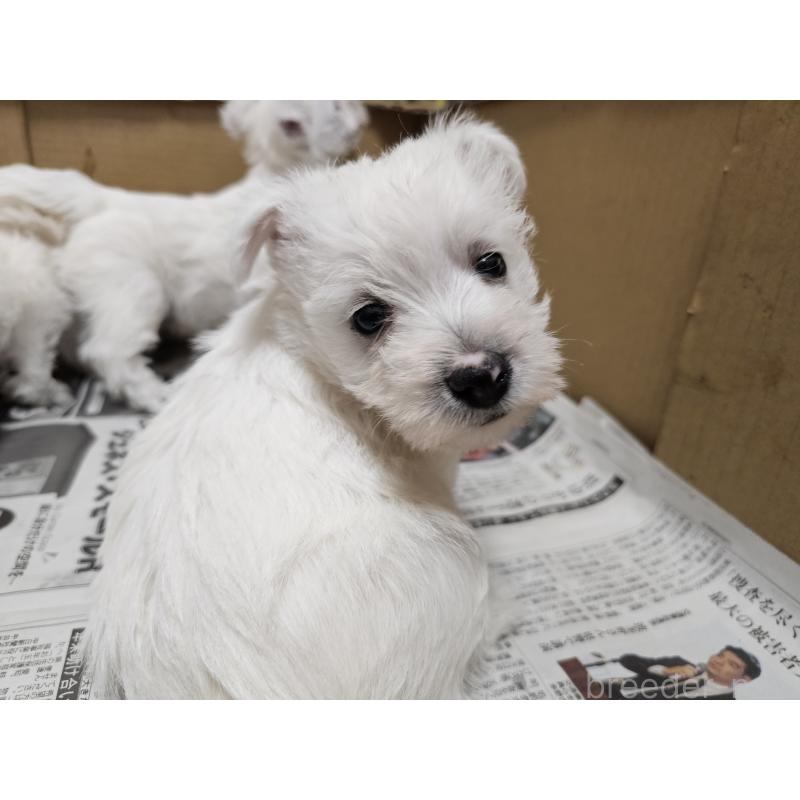 成約済の愛知県のウエストハイランドホワイトテリア(ウエスティ)-431264の7枚目