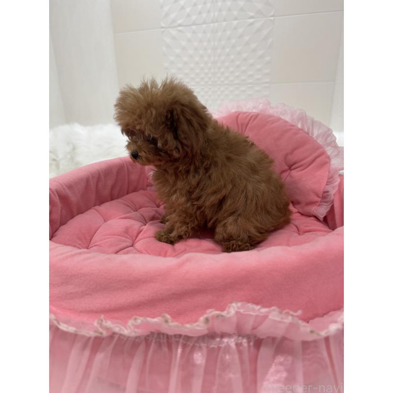 販売中の山梨県のトイプードル-429563の4枚目