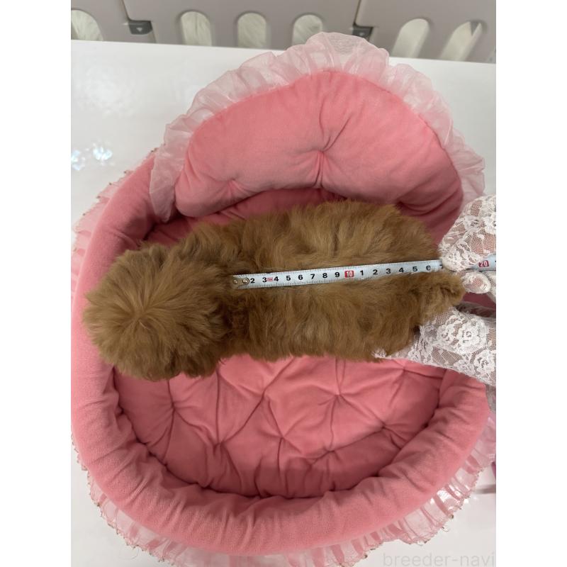 販売中の山梨県のトイプードル-429563の3枚目