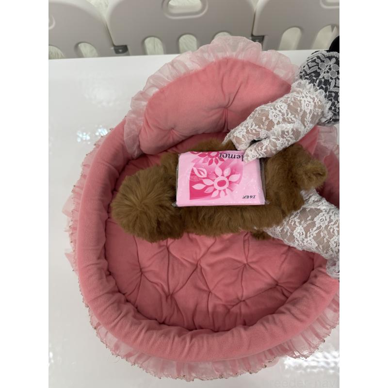 販売中の山梨県のトイプードル-429563の2枚目