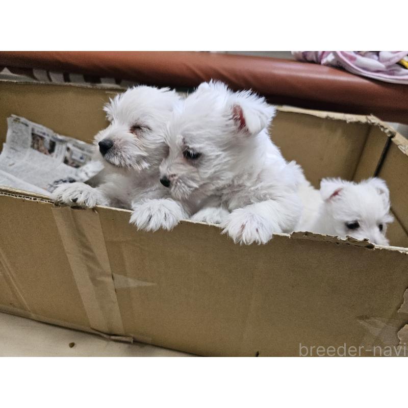 販売中の愛知県のウエストハイランドホワイトテリア(ウエスティ)-434528の8枚目