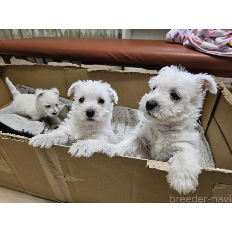 販売中の愛知県のウエストハイランドホワイトテリア(ウエスティ)-434528の7枚目