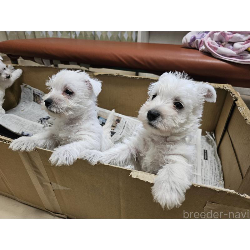 販売中の愛知県のウエストハイランドホワイトテリア(ウエスティ)-434528の6枚目