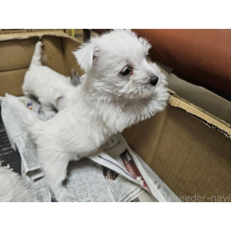 販売中の愛知県のウエストハイランドホワイトテリア(ウエスティ)-434528の5枚目
