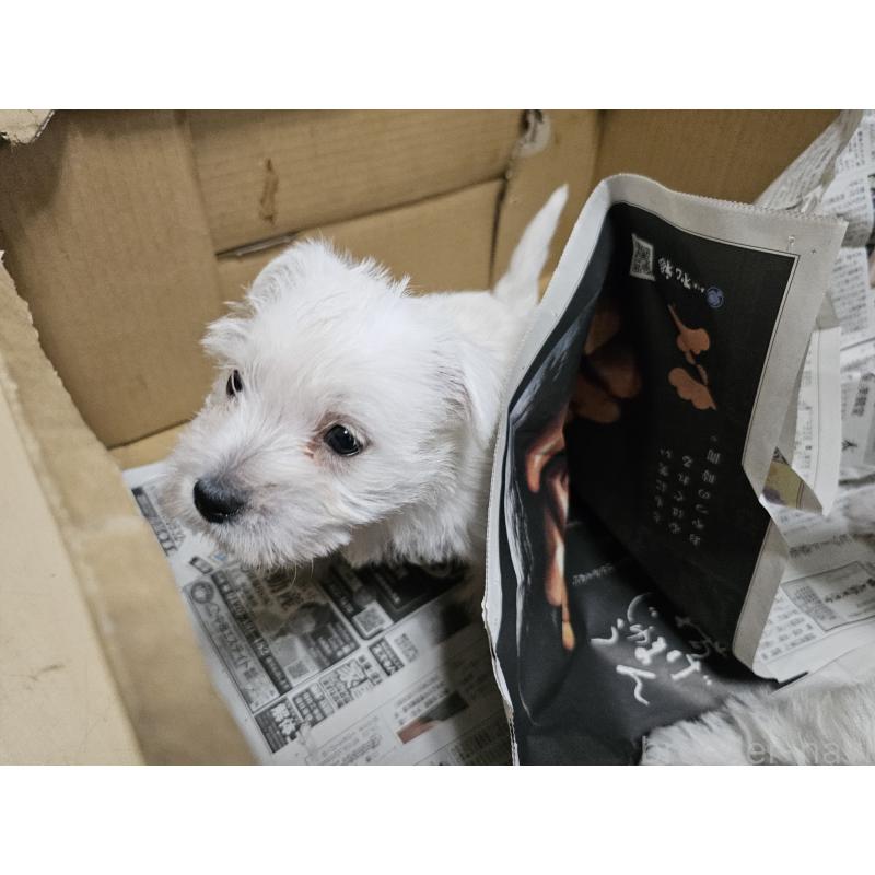販売中の愛知県のウエストハイランドホワイトテリア(ウエスティ)-434528の3枚目