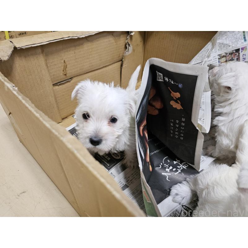 販売中の愛知県のウエストハイランドホワイトテリア(ウエスティ)-434528の2枚目