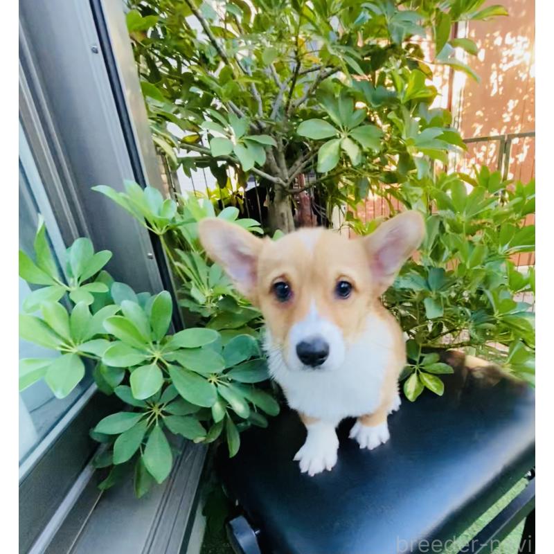 販売中の千葉県のウェルシュコーギーペンブローク-423500の2枚目