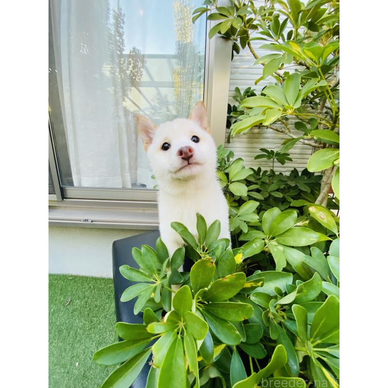 成約済の千葉県の豆柴-428704の3枚目