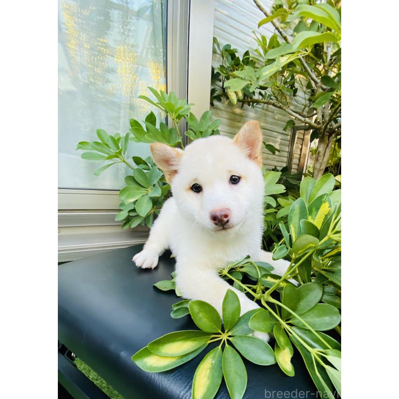 成約済の千葉県の豆柴-428704の2枚目